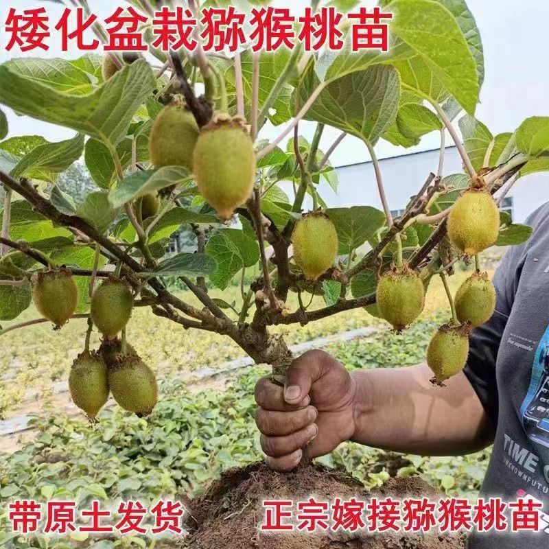 红心软枣猕猴桃树果苗弥猕猴桃苗嫁接南北方种植迷糊桃苗当年结果
