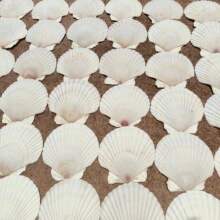 ]ƷشؐȻؐƬ׃@ֹdiyLTfɫؐ