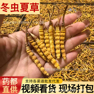 ��������Ұ�����x�Ĳ�ɢ؛�Լ��Ԕ���˹��Bֳ����؛�x�ݶY�����l