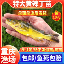 �S���~�絭ˮ�Bֳʳ�û��w��ˮ�S��~�����SѾ�^�S�����S�����~��