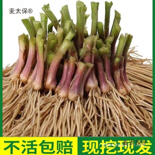 ��²˸��N��ʳ��900�w�����Ų��҃����߲˿�ʳ�����Ի�����̫��