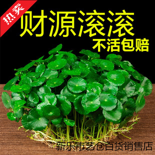 ���~�~�XС�Gֲˮ��ֲ���ļ����B�����҃����Դ��~���X�~�X