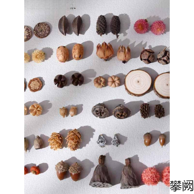 Fruits, Natural Creative Materials, Niche Plants, Personalized Accessories, Dried Fruit Earrings, Ear Jewelry, Pumpkin Ear Studs, Branches Fruits, Natural Creative Materials, Niche Plants, Personalized Accessories, Dried Fruit Earrings, Ear Jewelry, Pumpkin Ear Studs, Branches