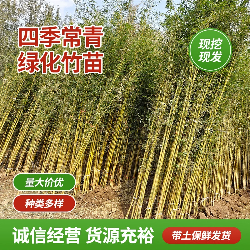 Саженцы бамбука, фиолетовый бамбук, нефритовый бамбук Луохань с золотой инкрустацией, северные морозостойкие садовые растения, круглый год вечнозеленые, большие зеленые бамбуковые саженцы, посаженные на земле.