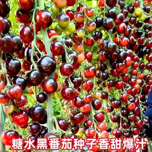 ��ˮ�ڷ��ѷN�Ӻ����t���N��N��С�����͟��ͺ��̨�����߲˷N��