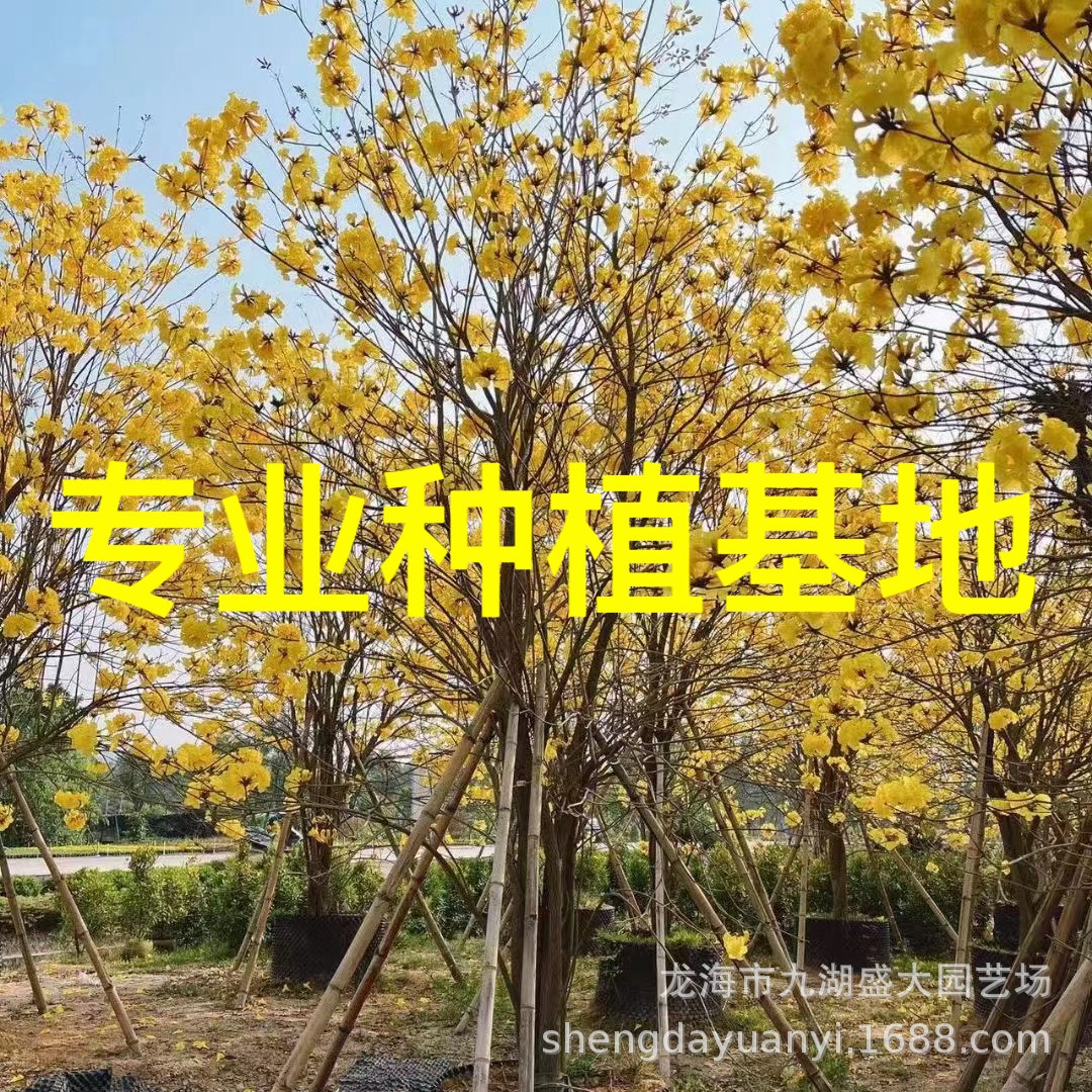 福建黄花风铃木批发 黄花风铃木容器价格 多花风铃木基地直供