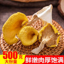 黄干货香菇蘑菇500g鸡油菌菇榆黄金煲汤食材山珍特级云南特产