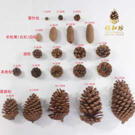 松果 天然松果 美国松 本地松 油松果 大林头 松花 松果工艺品