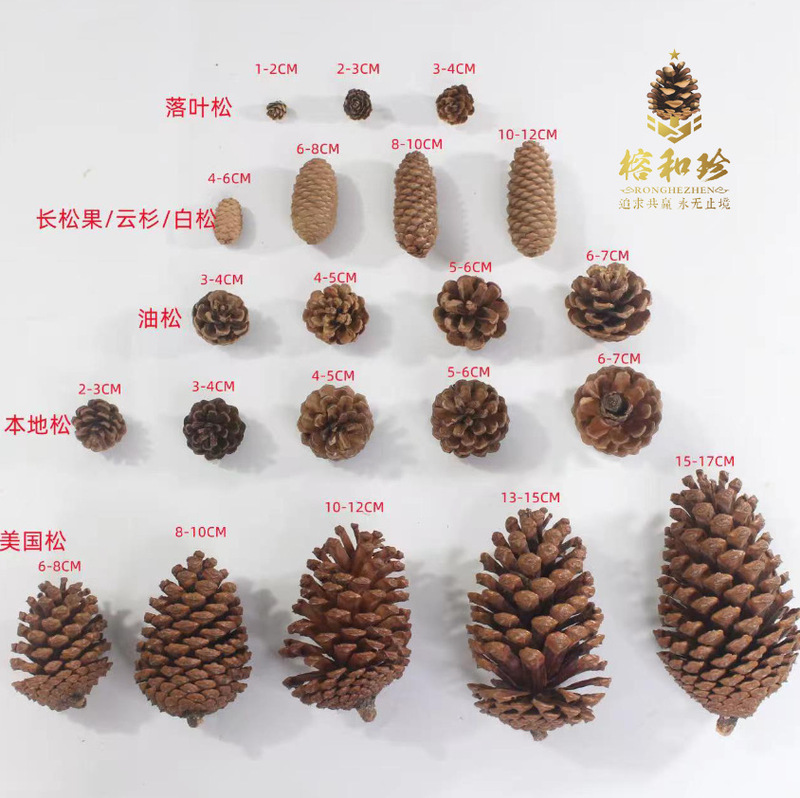 Pine Cone Natural Pine Cone American Pine Local Pine Oil Pine Cone Large Forest Head Pine Cone Pine Cone Crafts