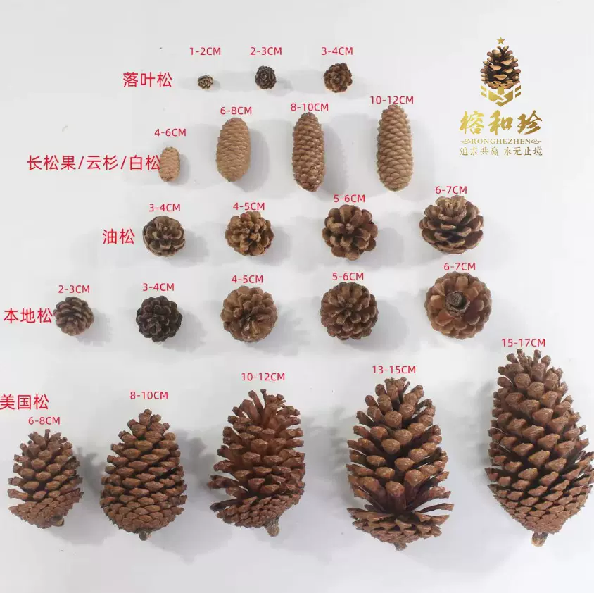 松果 天然松果 美国松 本地松 油松果 大林头 松花 松果工艺品