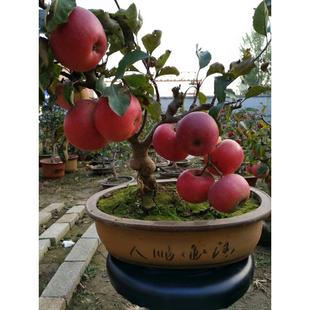 �����O�������Ե��Ԏ����޽��ϱ����Nֲ����辰�䘶�箔��Y����