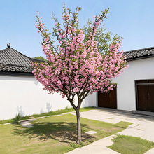 �k���ļ����Ļ����������������Ļ�ͥԺ�̨�ͺ�����ֲ�ﴹ�z����