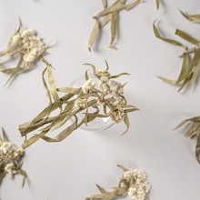 香青整枝 真花押花压花幼儿教学植物标本素材料滴胶干花手机壳diy