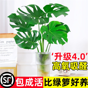 Monstera Hydroponic Plant Potted Old Stump Large-Leaf Monstera Office Flower New House Formaldehyde-Absorbing Green Plant