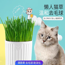 无土水培懒人猫草套装猫零食蛭石有机营养土猫草源头厂家猫草批发