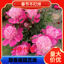 һ�����l��ѿ��ș����N���ذ�����҃����ļ��_�����Ի����r��ֲ