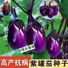 ��������������޽�����������Ʒ�N������t���ļ��������ɫ�Ĵ�