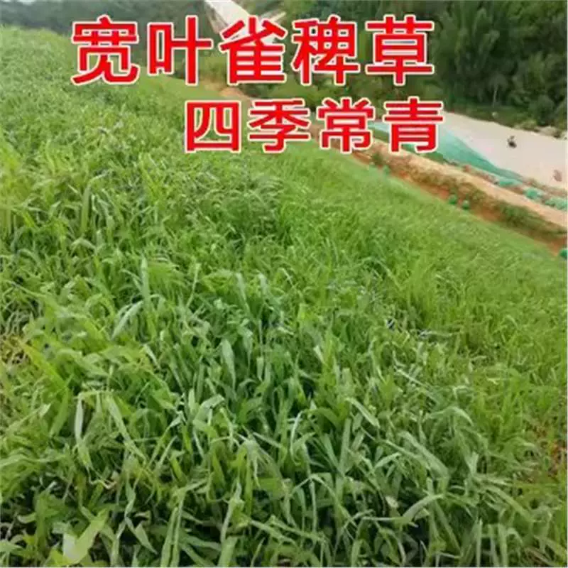 护坡灌木种子紫穗槐刺槐多花木兰胡枝子小冠花葛藤复绿绿化草种籽