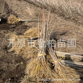 供应黄柏树5-15公分 黄檗树苗造林苗木 东北黄菠萝小苗 川黄柏