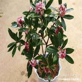 金边瑞香盆栽批发绿植花卉室内桌面盆栽花卉地栽盆栽常青赏花植物