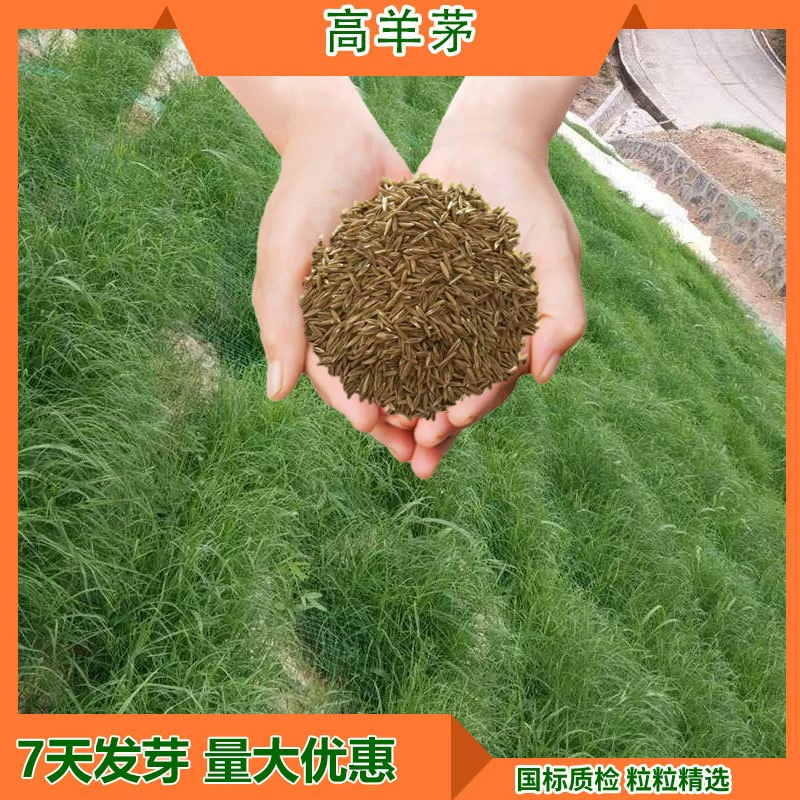 Семена для искусственного газона футбольных полей, семена для покрытия грунта, семена многолетних альпийских трав, устойчивые к давлению и засухе.