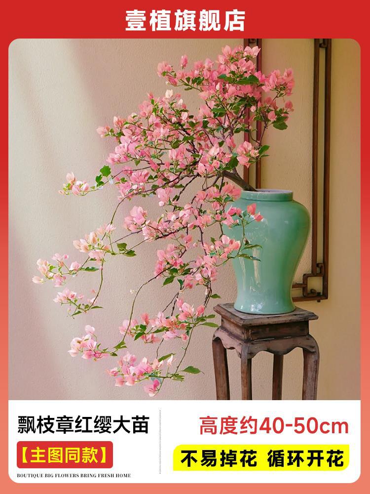 [메인사진과 같은 스타일] 떠다니는 가지와 빨간 술이 있는 큰 묘목 [40-50cm丨떨어지기 쉽지 않음丨주기적으로 꽃이 피는]