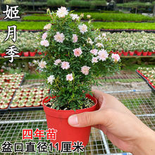 ���Nޱ�辰���������¼��ļ����ձ����Ի����_����Ů΢�̨����΢