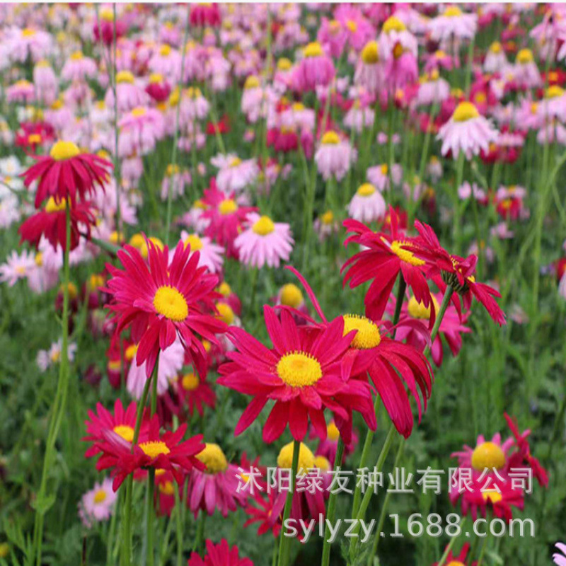 Semillas de flores, semillas de flores.