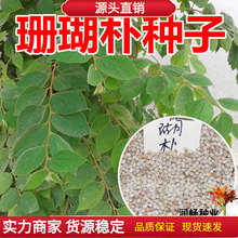 ɺ���Ә�N���Ě��Ә��е��G���@���^�p��ľ�����²ɷN��