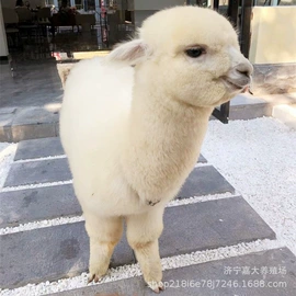 鲜/活禽类;皮毛工艺品;景观雕塑