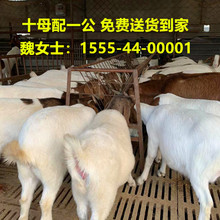 蓝达养殖场波尔山羊中 纯种波尔山羊羊羔繁殖率高抗寒抗病