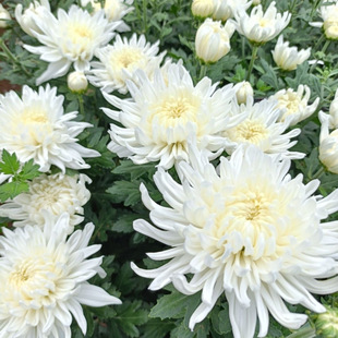 Fresh Chrysanthemums, White Chrysanthemums, Yellow Chrysanthemums, Large-Headed Yellow Chrysanthemums, White Chrysanthemum Bouquets, Direct Wholesale from the Base with Free Shipping