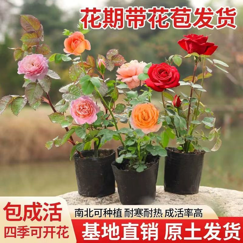 Rose Flower Seedlings, Small Seedlings for Indoor and Outdoor Balcony Pot Planting, Roses, Phalaenopsis Orchids with Flower Buds