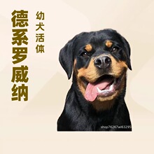 德系罗威纳幼犬活体狗狗大型护卫犬防爆犬工作犬搜救犬家庭伴侣犬