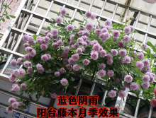 һl2סٱ¼ٴNޱ̨ͥԺԮ