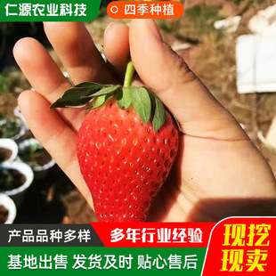 Strawberry Seedlings That Bear Fruit in the Same Year, Excellent Base Price, Wholesale Strawberry Seedlings for Sale, Fengxiang Strawberry Seedlings Planted in the North and South