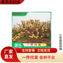 һ�����lͥԺֲ��Y����Y�㻨��Y���С���������Y����������