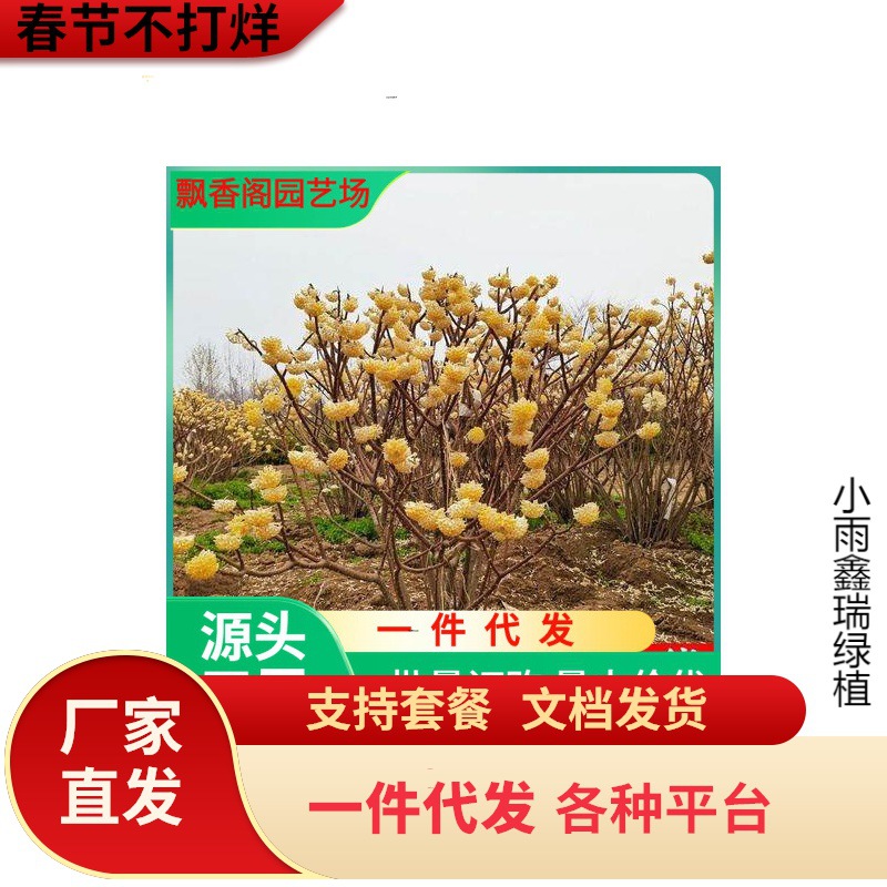 一件代发庭院植物结香苗结香花苗结香大小苗金腰袋打结花梦冬花浓