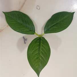 仿真植物仿真花叶配件 三叉过胶布叶片 植物墙装饰绿叶把束叶子