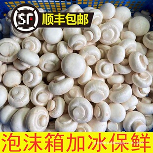 ���r��Ģ��Ģ���p�߹�ɽ�|���جFժ250����S���]�R����ɢ�b�� ��