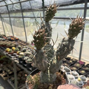 ������ �������Ұ �F�� ������ ����ֲ��Tephrocactus articulat