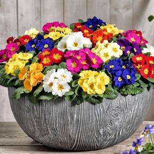 European Primrose Double Seed Seeds Are Easy to Grow in All Seasons Indoor Balcony Potted Flower Seeds Flower Seeds Stripesd Primrose