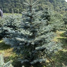 圣诞树蓝杉美国科罗拉多彩叶四季常青观叶庭院别墅室内外花镜造景