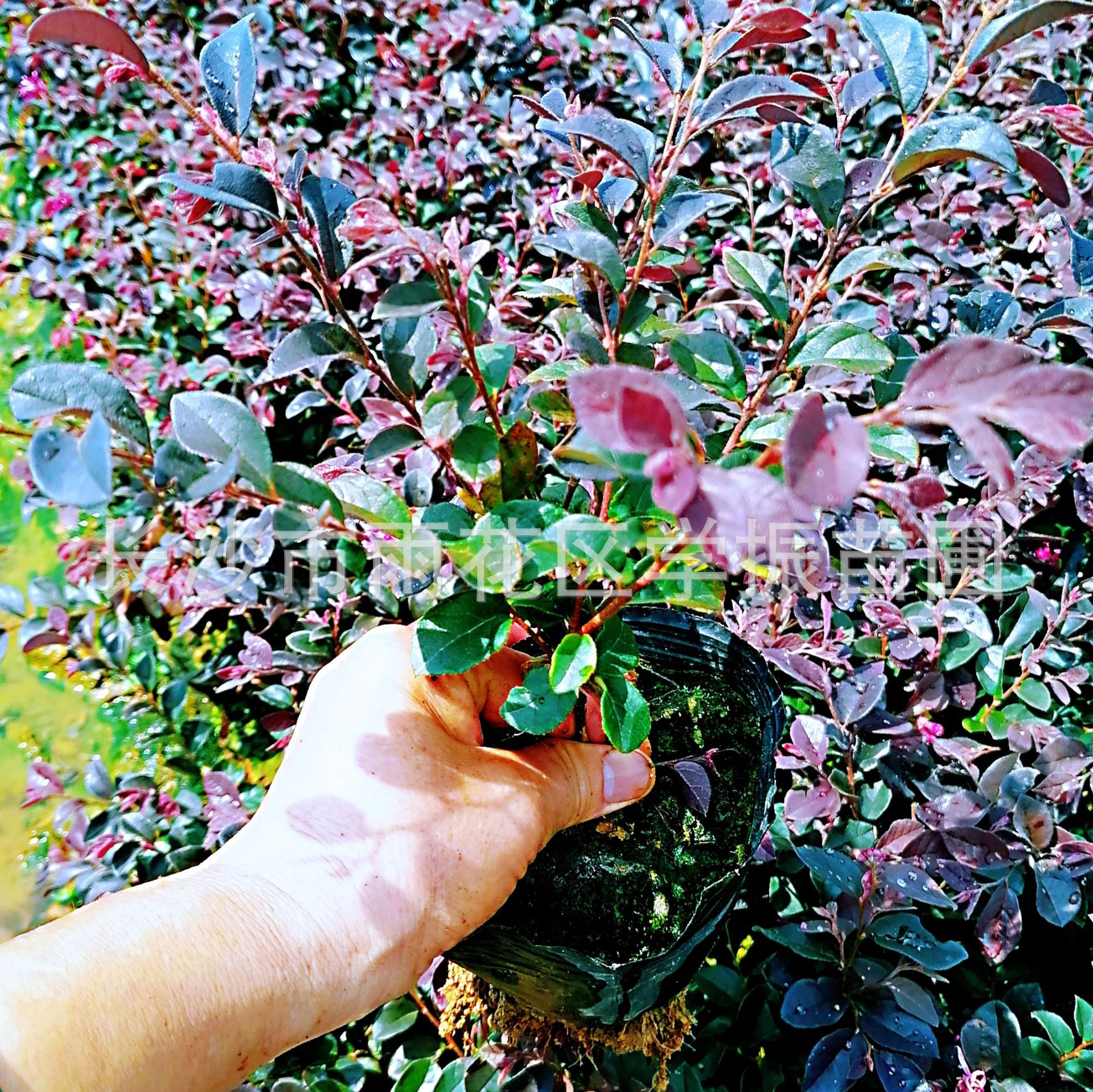 苗圃直批 红花继木杯苗  红花继木 红花继木小苗 红花继木盆栽