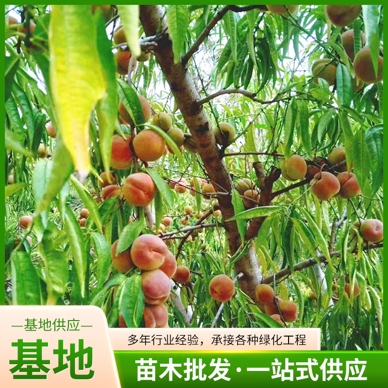 黄桃地栽盆栽特大桃树苗冬桃树占地毛桃树果苗桃树果苗嫁接水蜜桃