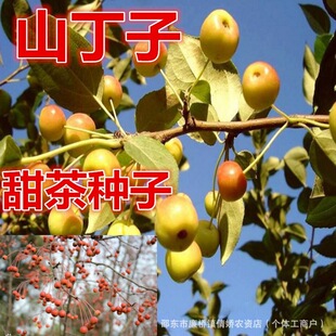 ɽ���ӷN��ɽ�G�ӷN��ɽ�������G�ӷN��Ұ�����������o�@�־G��