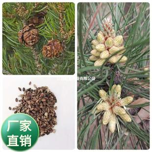 ���ɘ�N�Ӷ��~�ɶ��~�Rβ�ɼtƤ�ɖ|��������~���G��ľ��ľ�N��