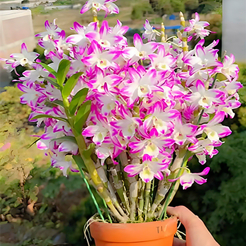 基地批石斛系列洋兰苗石斛兰盆栽苗浓香花卉兰花苗洋兰花