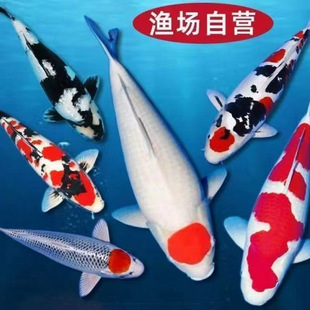 ��Ʒ�\�����~�ձ����N�t����ɫ���@ͥԺ�~���\���~�S����ؔ�^�p�~