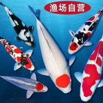 精品锦鲤活鱼日本纯种红白三色公园庭院鱼池锦鲤鱼黄金招财观赏鱼